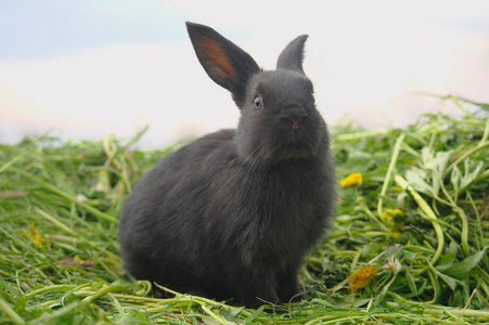 黑兔子在绿色草地上