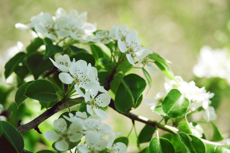 梨树春季开花枝