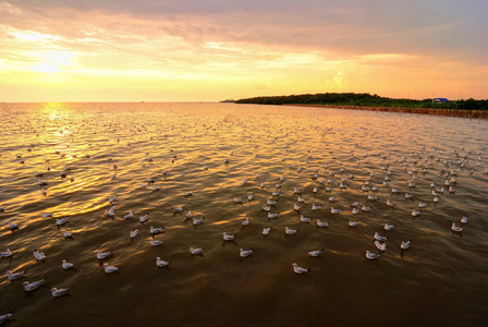 海鸥徘徊在 Bangpoo 海岸沙没巴干箴
