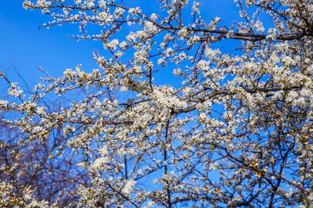 蓝蓝的天空背景上的白色樱花