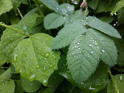 明确的雨滴轻轻摇曳的叶子上形成花纹细致