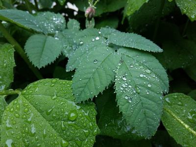 明确的雨滴轻轻摇曳的叶子上形成花纹细致