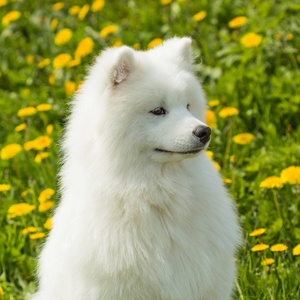 美丽的年轻的萨莫耶德狗在草和 dandeli 的背景