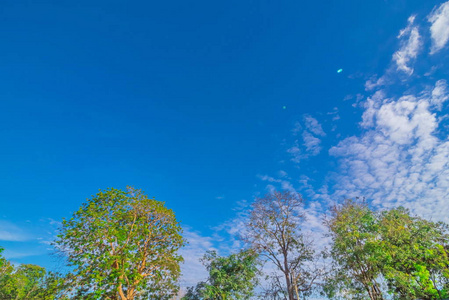 与蓝蓝的天空树