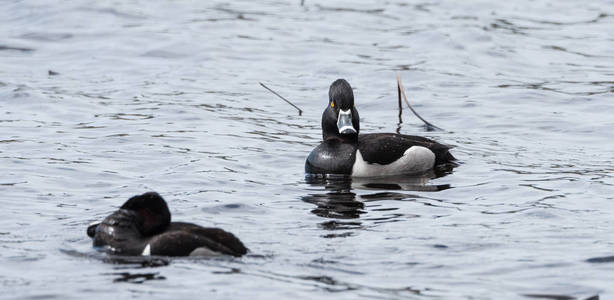 男性 德雷克 环颈鸭 帆布毒液 在春天。黑与白鸭游沿在繁殖季节前往北部的湖泊与池塘