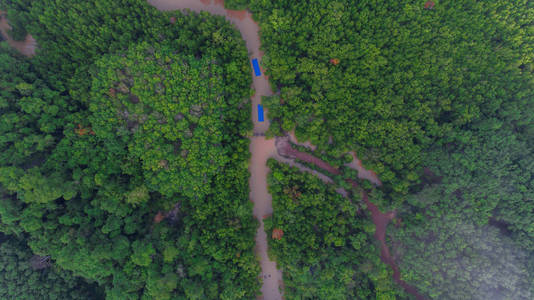 红树林森林和河流的鸟瞰图