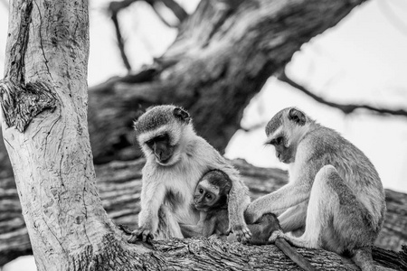 长尾猴家人围坐在一棵树