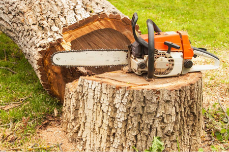专业电锯是胡桃树上。汽油锯砍倒的树上