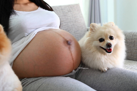 女人怀孕和博美犬狗可爱的宠物