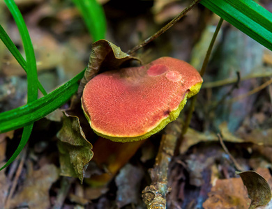 在一片绿森林中的红蘑菇的照片