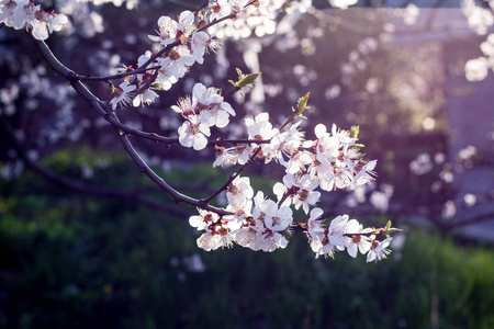 春天开花的樱桃, 白色的花