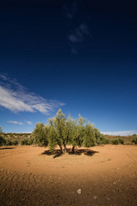 橄榄和橄榄树