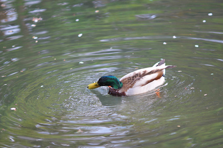 绿头野鸭德雷克在一条河游泳