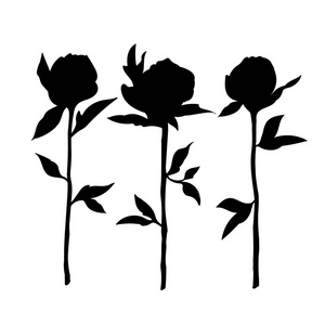 一张白色背景上的黑色玫瑰的草图