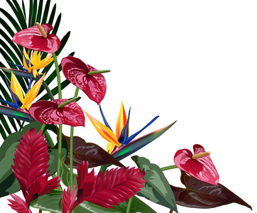 热带花卉，组成叶 藤 鹤 鸡蛋花 南北美洲 中部非洲 东南亚和澳大利亚。季风森林，红树林