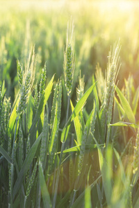 未成熟的绿色麦田绿色麦田阳光照亮的绿色麦田，麦田里的日落