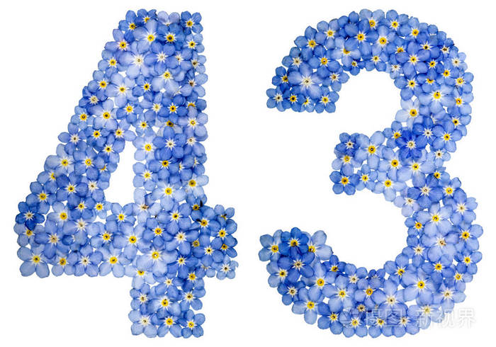 阿拉伯数字43四十三从蓝色勿忘我花