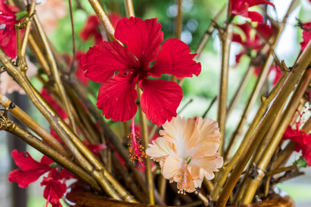 红色花背景在巴厘岛的自然外面, 印度尼西亚
