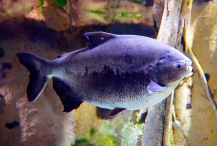 食人鱼特写水族馆