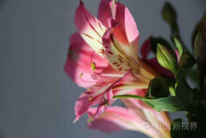 秘鲁百合的美丽的花朵