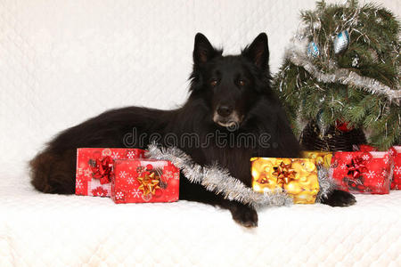 圣诞装饰的神奇格伦德尔犬图片