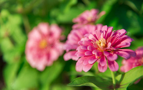 花园里的粉红非洲菊1