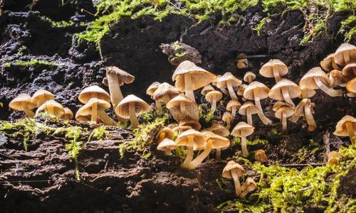 雨林里的小蘑菇。