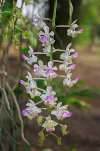 树上的野生兰花花