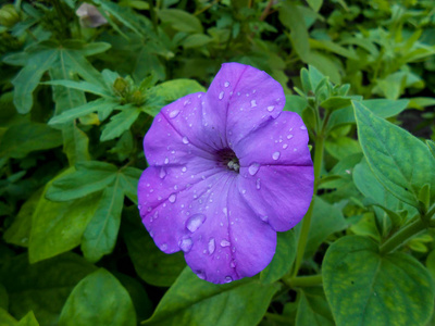 花园中的紫色紫罗兰色大的小牡丹
