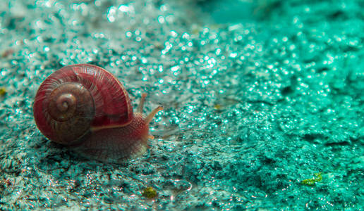 照片描绘了野生可爱大美丽蜗牛与螺旋 shel