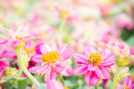 花园中的粉红色花线虫颜色自然背景