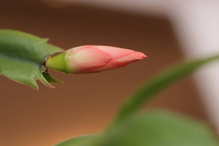 圣诞节仙人掌的封闭花朵, 一个 schlumbergera 物种