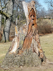 多伦多高园老人树雕刻2010年3月图片