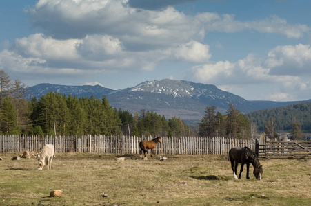 马在山的背景下在田野上吃草