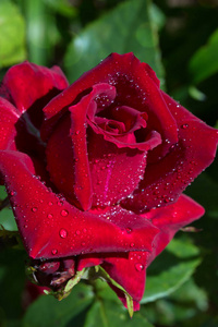 美丽的红玫瑰特写