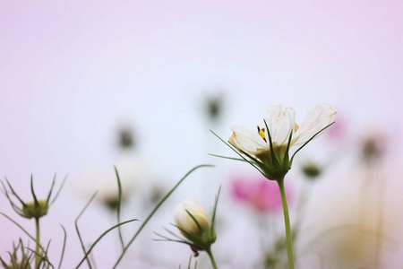 宇宙花美好的领域