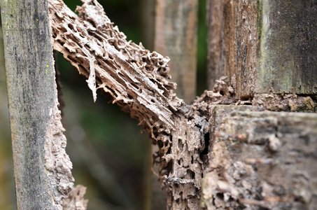 白蚁吃的木头损坏