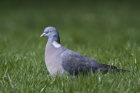 普通木鸽Columba Palumbus