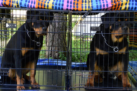 两个纯种罗威纳狗关在笼子里图片