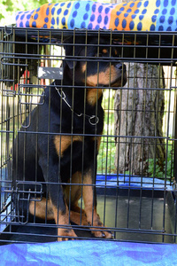 美丽的纯种罗威纳狗关在笼子里图片