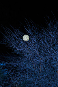 蓝色月亮和黑暗的森林