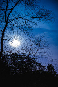 干燥的树的剪影反对夜空与美丽的月光