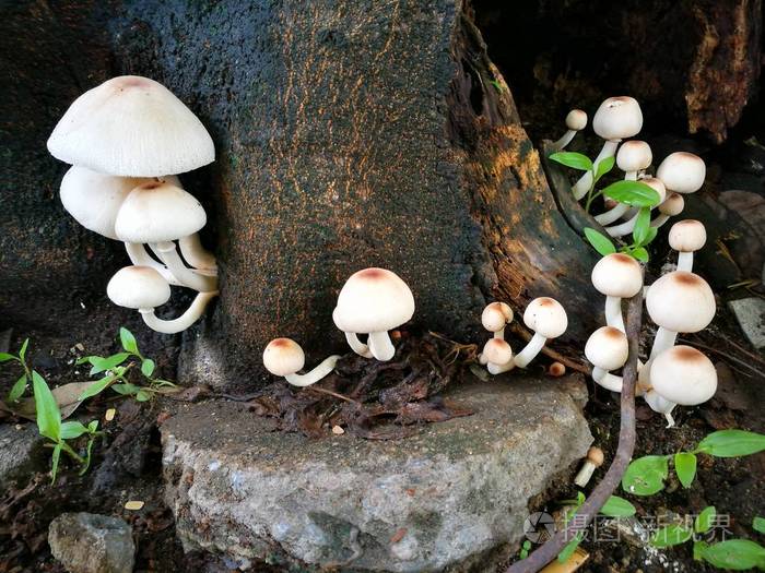 在一棵树的白蘑菇