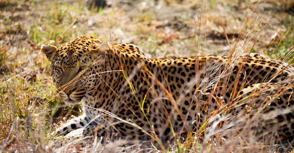 在南非克鲁格自然公园野生豹