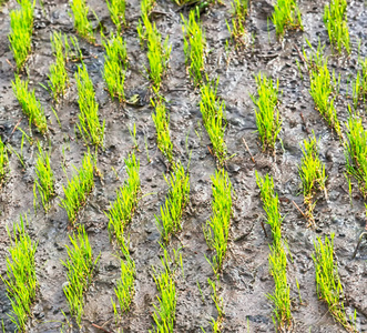 菲律宾的一个水稻谷物种植场图片