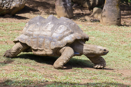 巨龟，毛里求斯岛 dipsochelys 柏