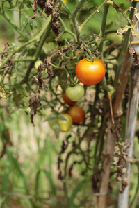 花园树上的新鲜西红柿