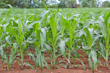玉米田在夏季的一天中的视图