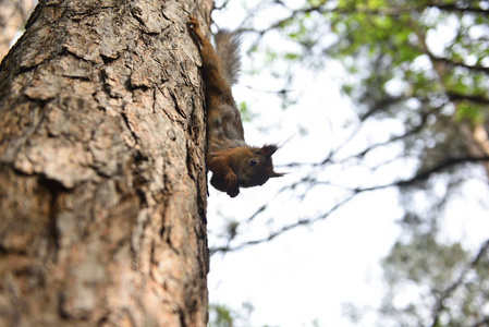 棕红色毛茸茸松鼠喂食。树上的松鼠吃坚果。小型啮齿动物，它的食物。轻微的运动模糊