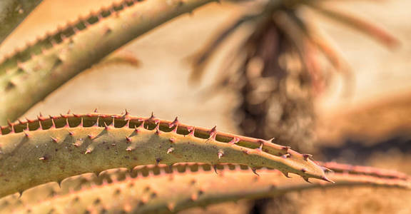 抽象叶仙人掌植物和光